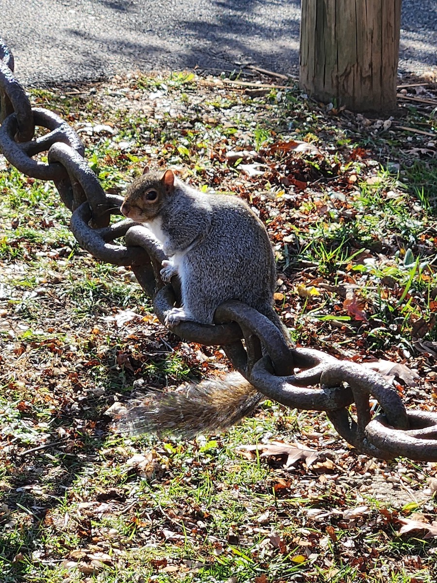 トウブハイイロリス - ML646009416