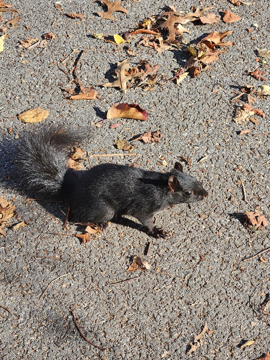 トウブハイイロリス - ML646009417