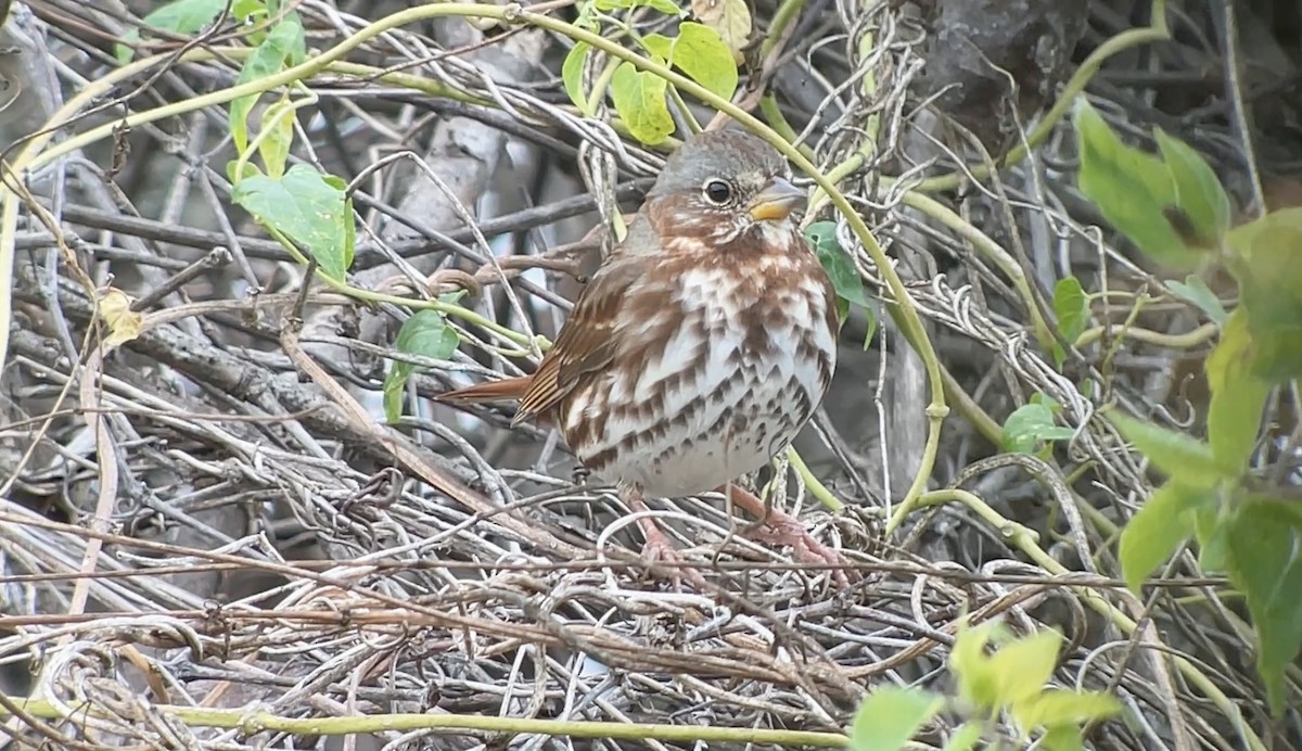 Fox Sparrow (Red) - ML646009419
