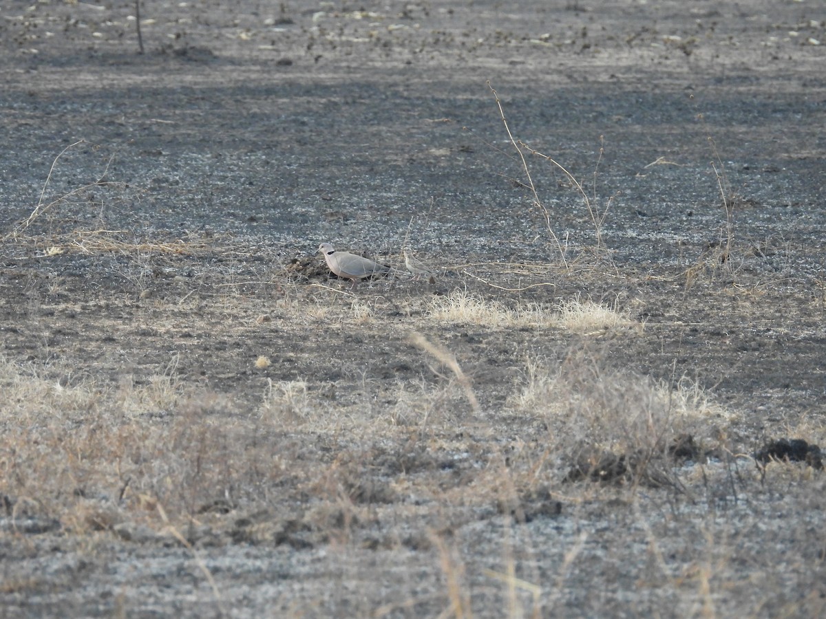 Röteltaube - ML646009420