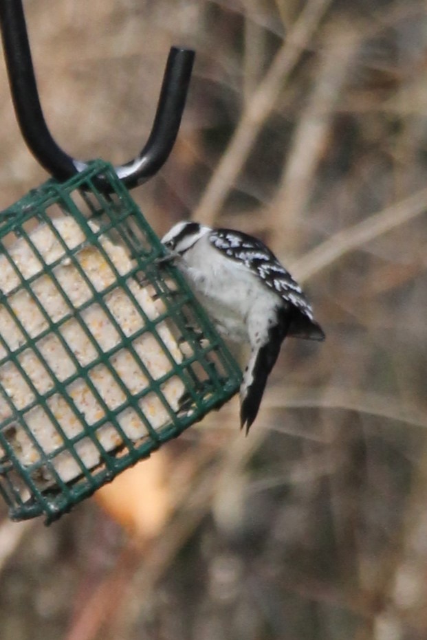 Downy Woodpecker - ML646009421