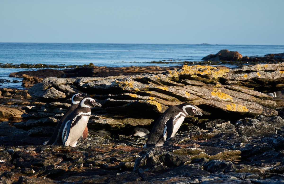 Малый пингвин - ML646009422