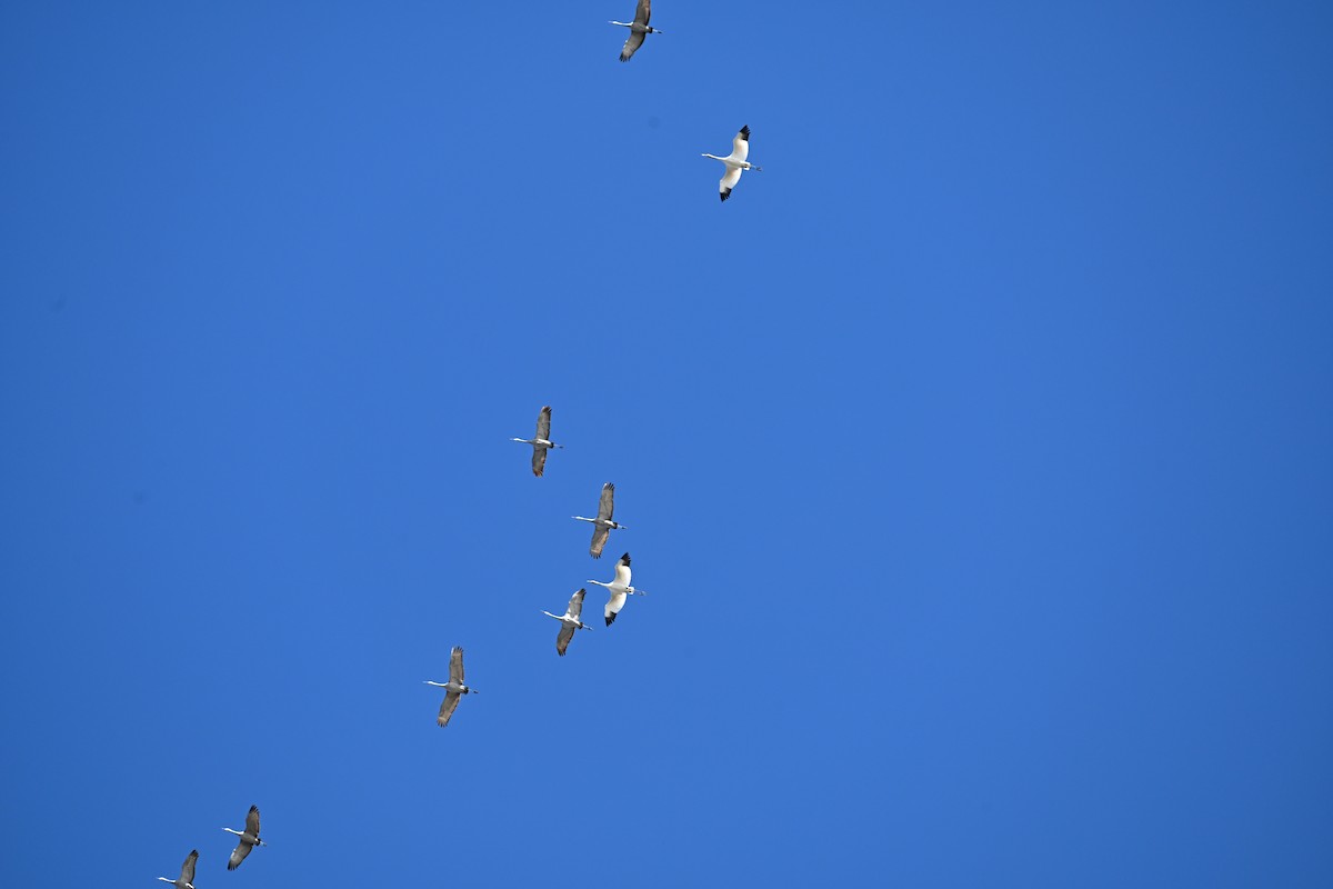 Whooping Crane - ML646009441