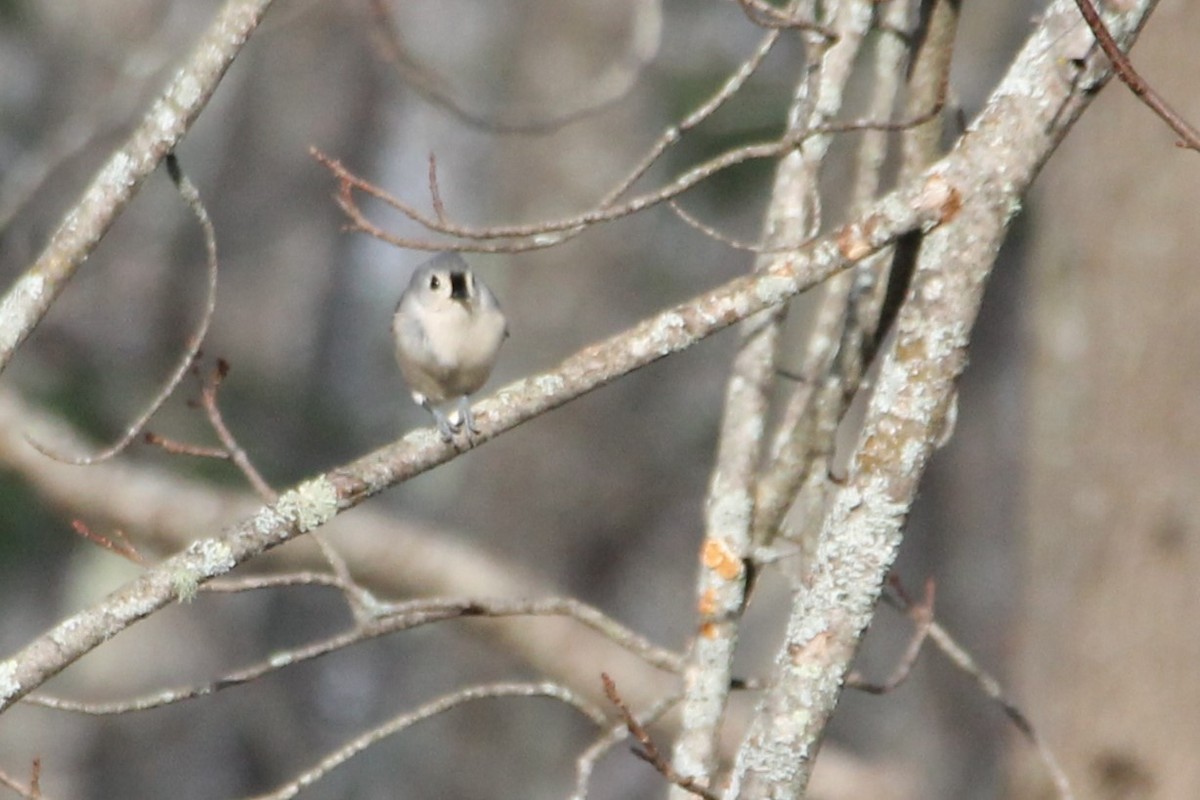 Tufted Titmouse - ML646009442