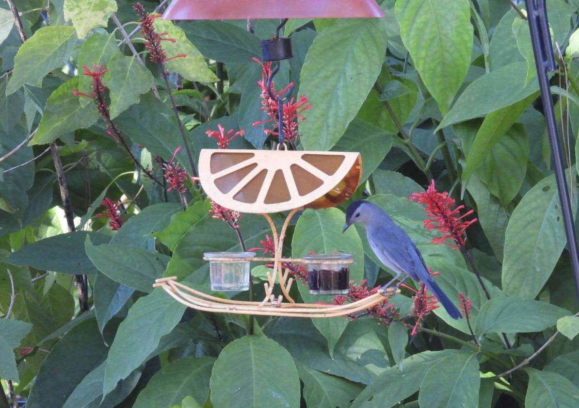 Gray Catbird - ML646009447