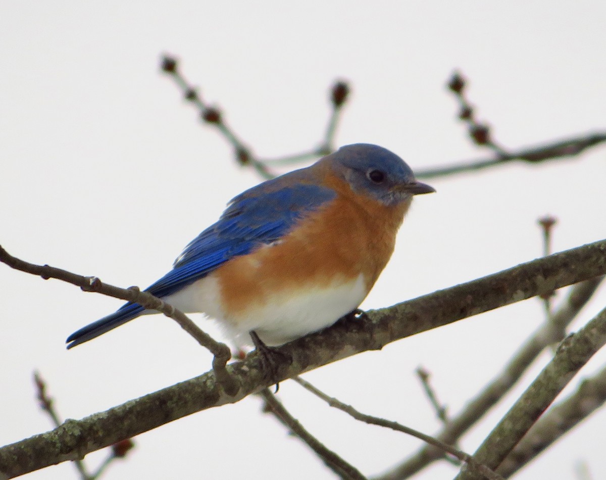 Eastern Bluebird - ML646009454