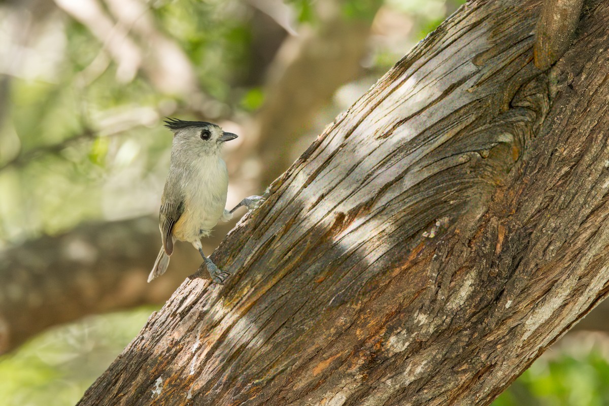 sýkora černochocholatá - ML646009458
