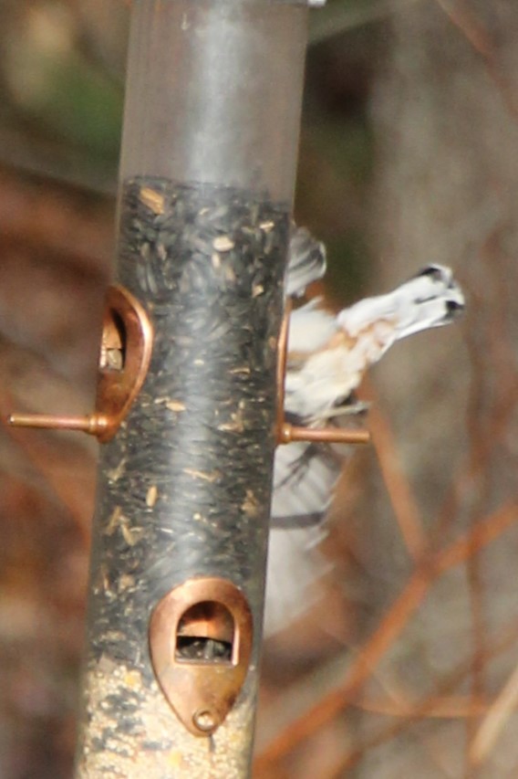 White-breasted Nuthatch - ML646009461