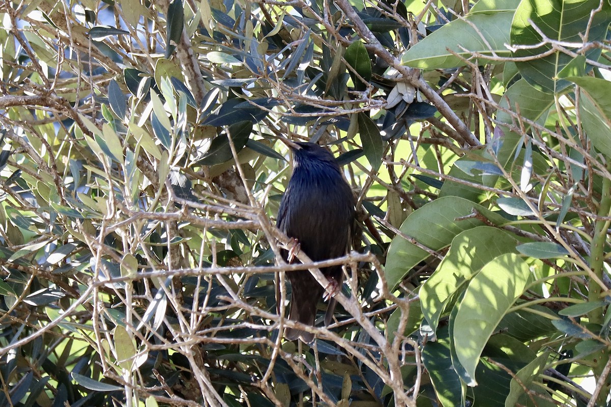 Étourneau unicolore - ML646009463