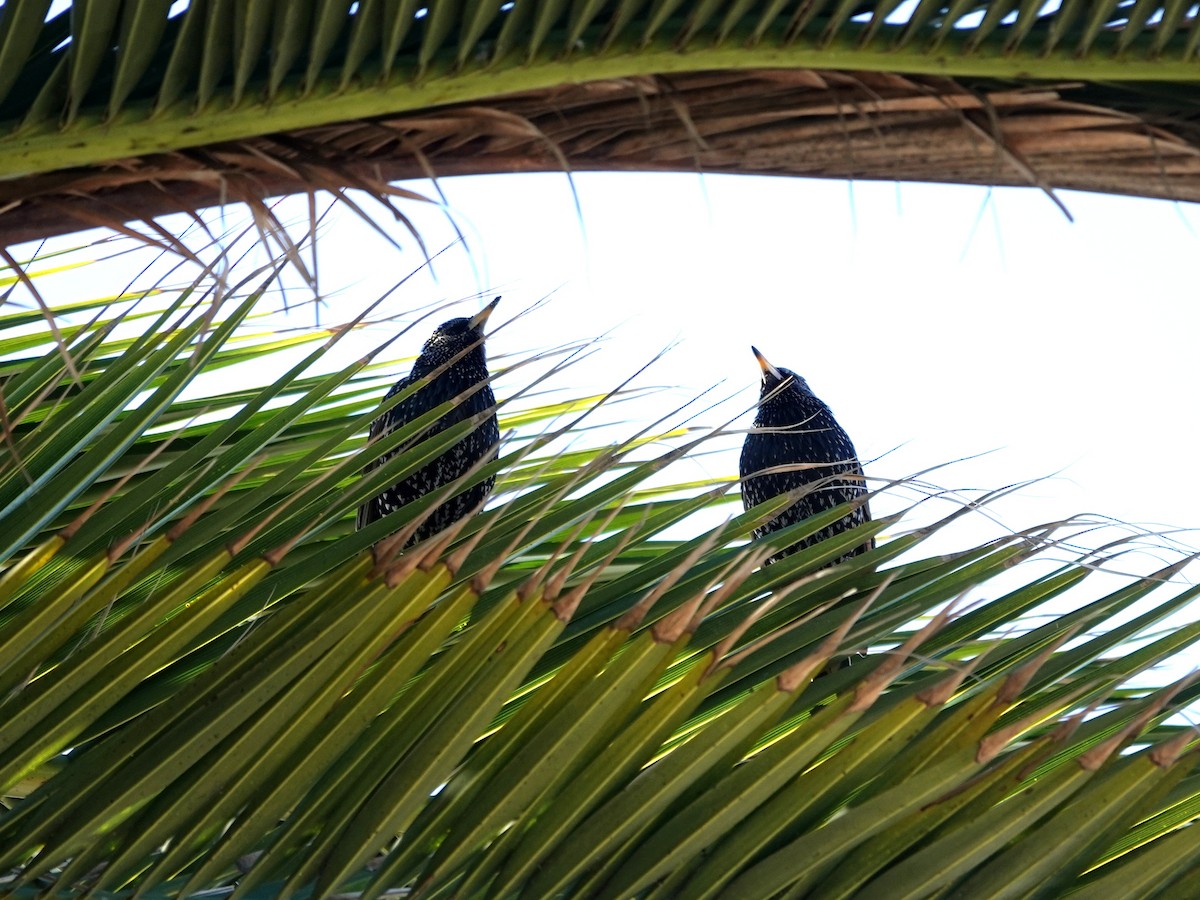 European Starling - ML646009464