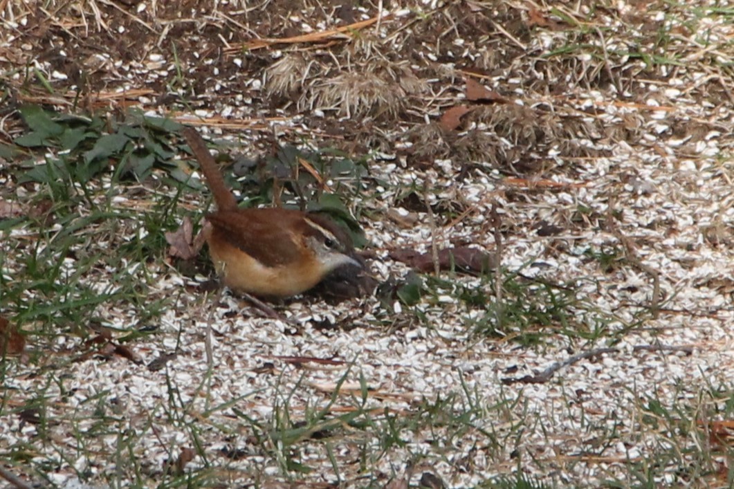 Carolina Wren - ML646009465