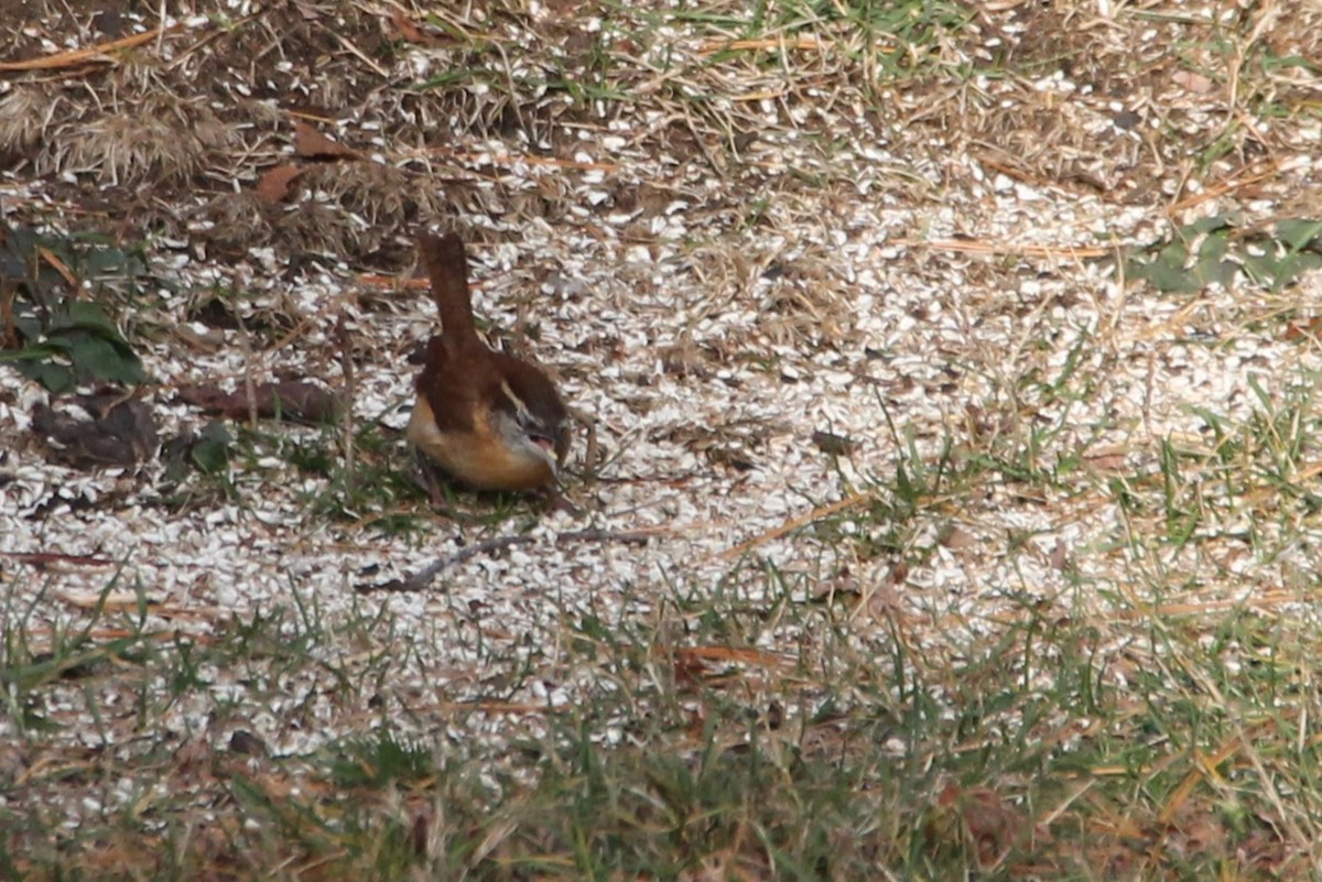 Carolina Wren - ML646009468