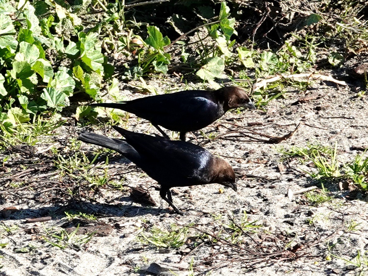 Brown-headed Cowbird - ML646009469