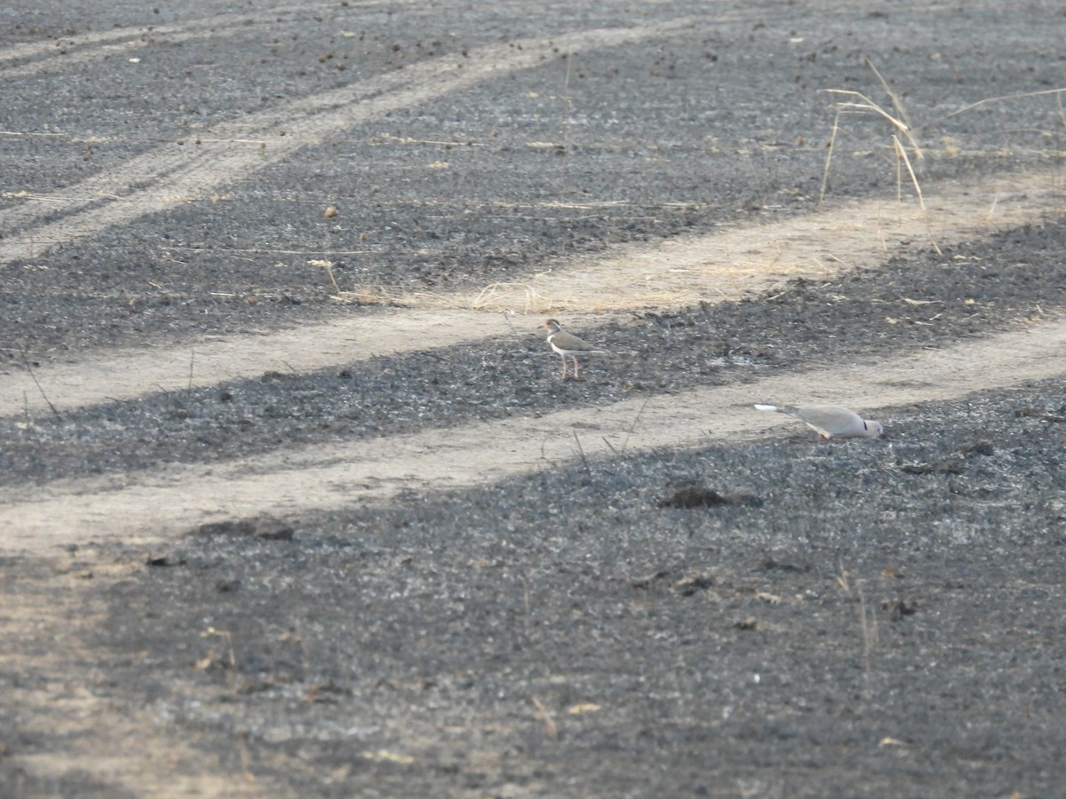 Röteltaube - ML646009470