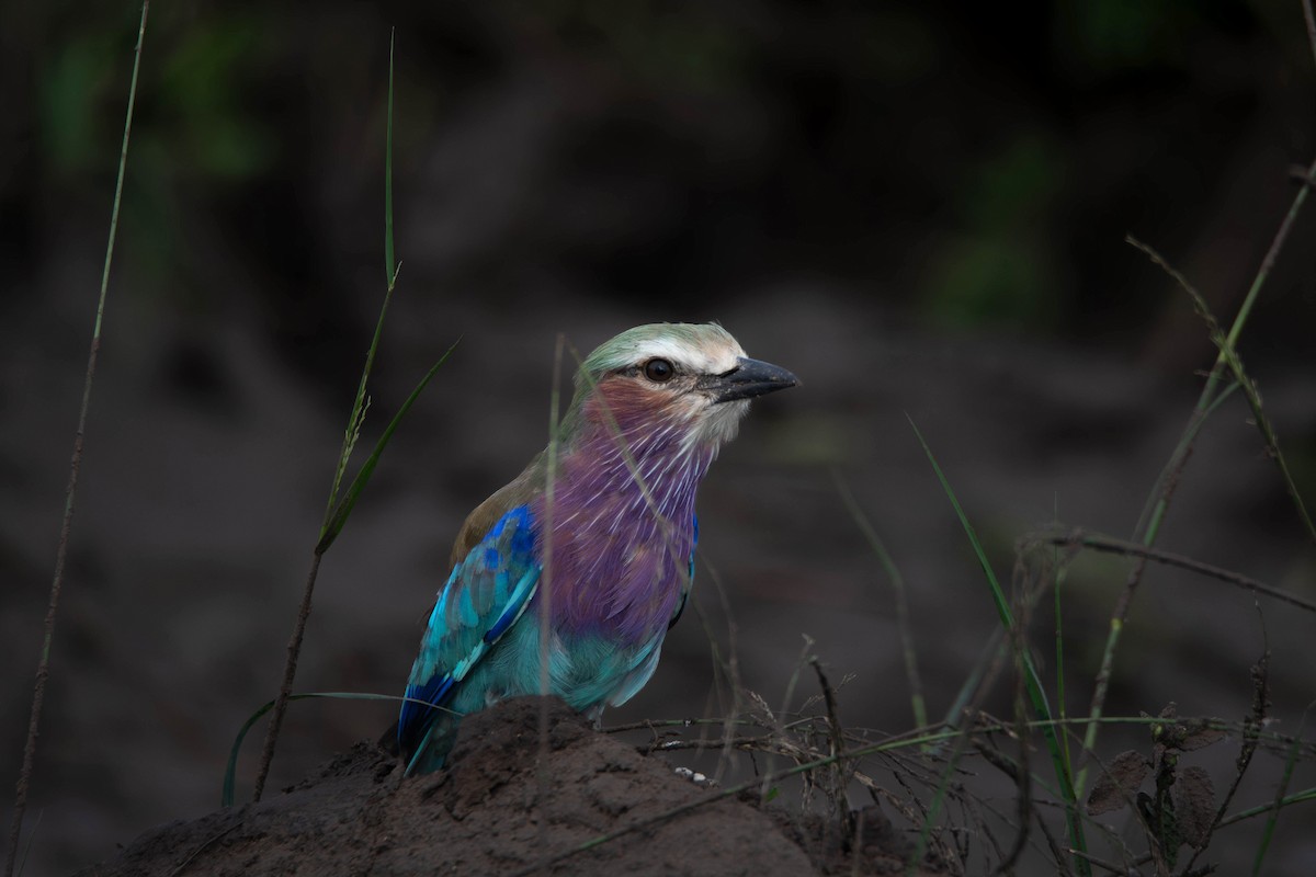 Lilac-breasted Roller - ML646009474
