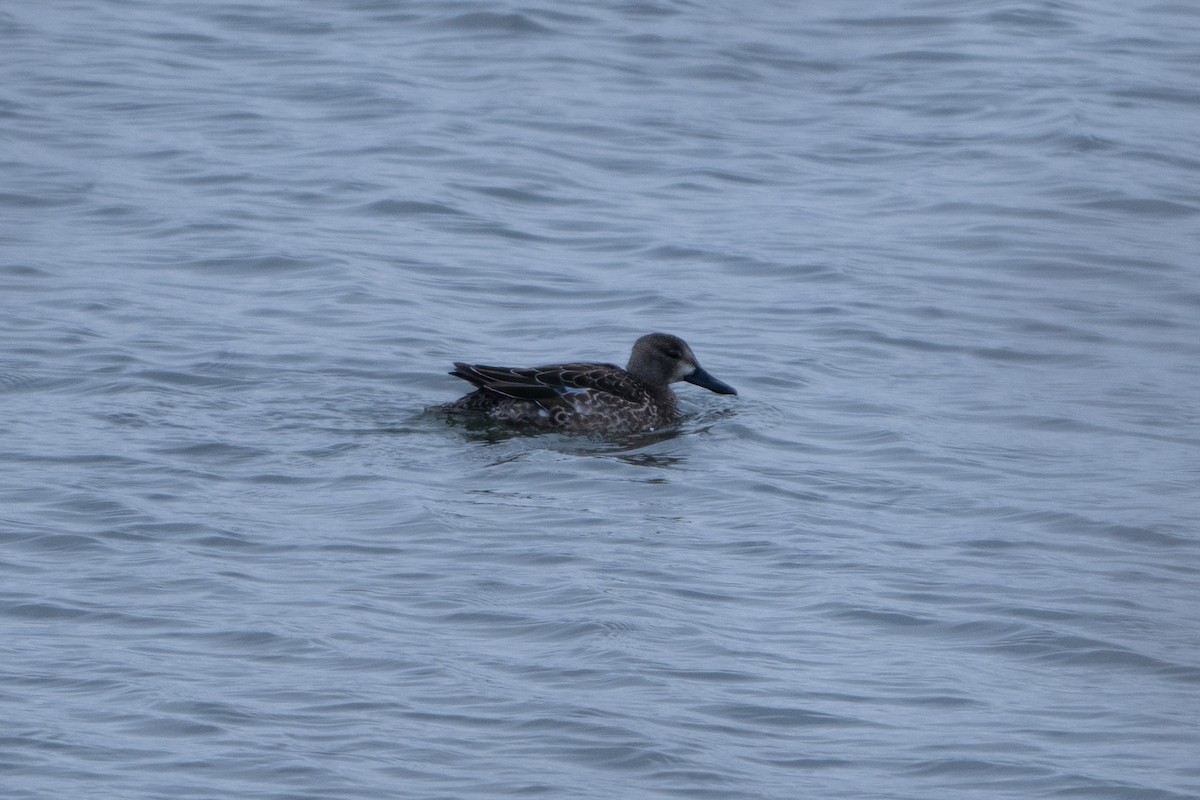 čírka modrokřídlá - ML646009476