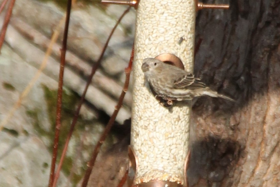 House Finch - ML646009477