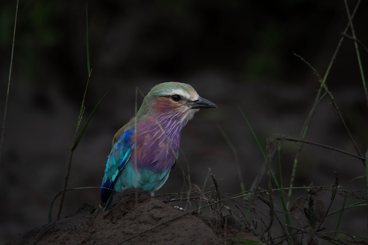 Lilac-breasted Roller - ML646009478