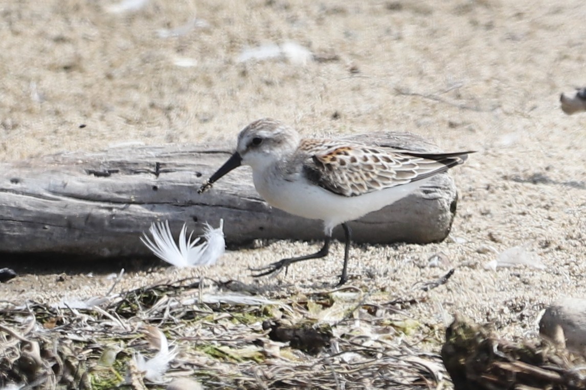 Western Sandpiper - ML646009480