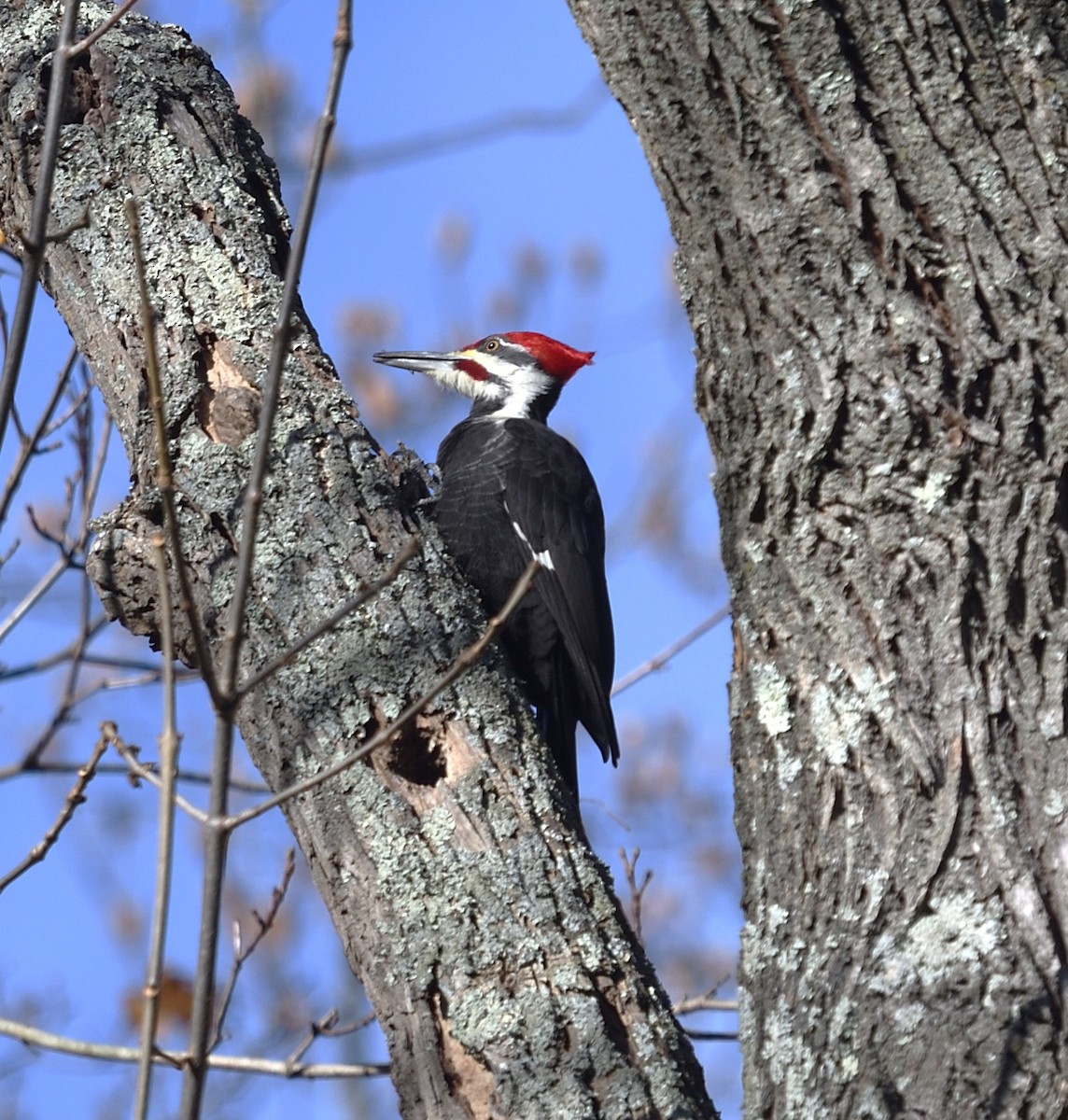 Pileated Woodpecker - ML646009482
