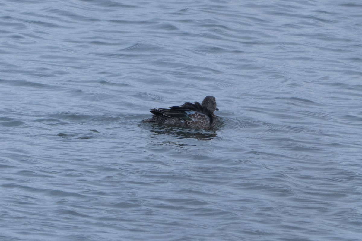 čírka modrokřídlá - ML646009487