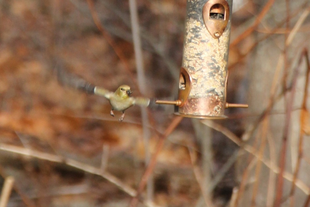 American Goldfinch - ML646009488