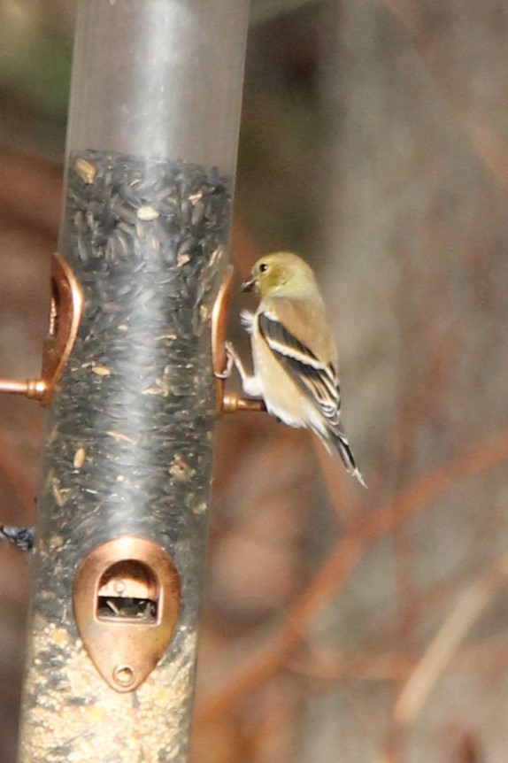 American Goldfinch - ML646009490