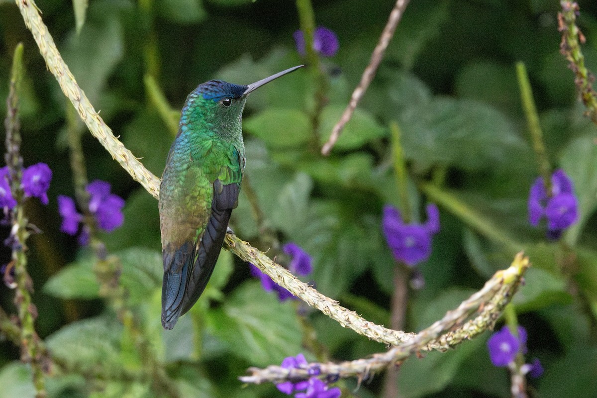 kolibřík indigovohlavý - ML646009503