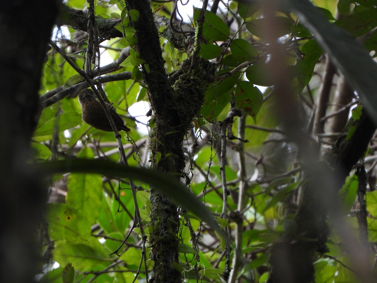 Полосатый дятелок - ML646009511