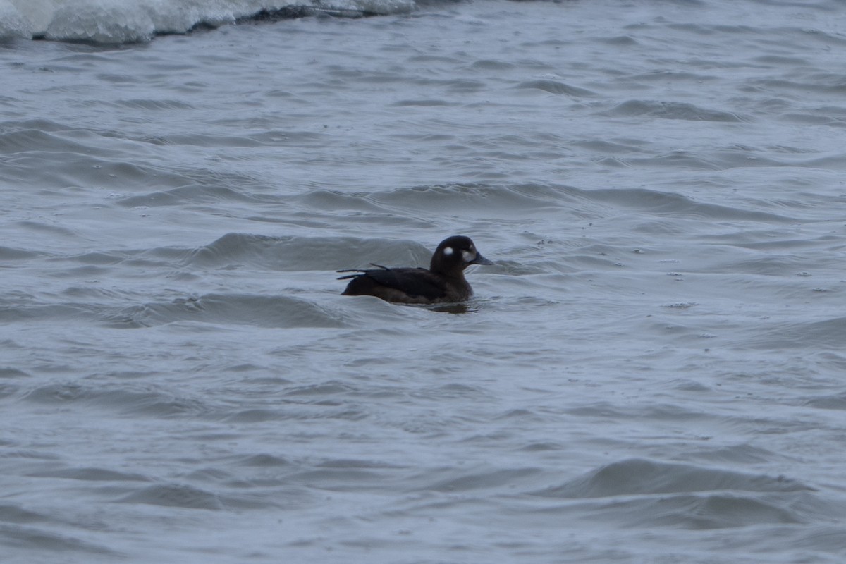 Ahate arlekina - ML646009519