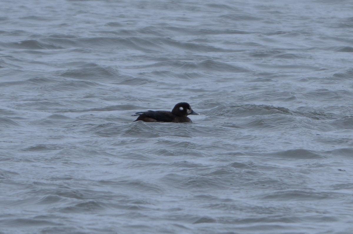 Ahate arlekina - ML646009520