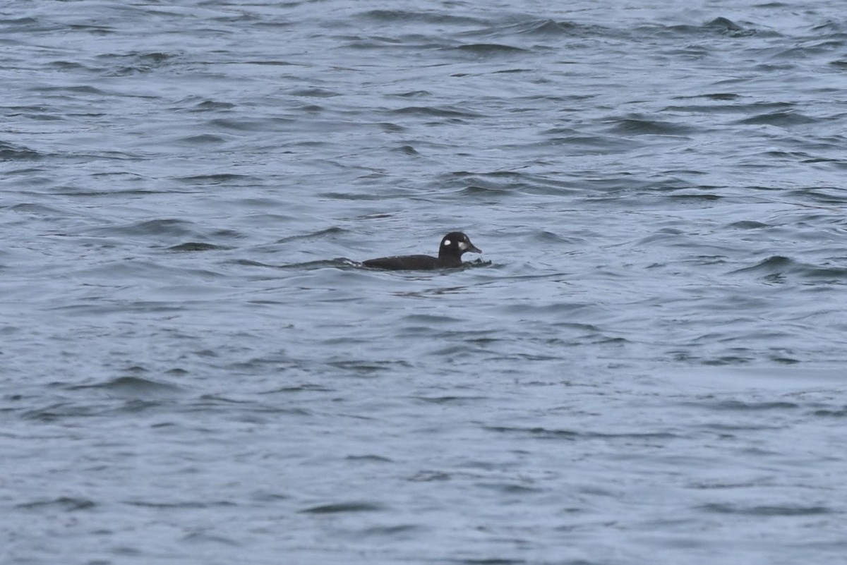 Ahate arlekina - ML646009521