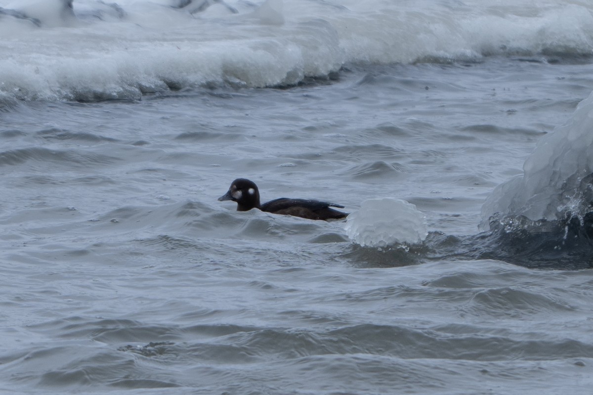 Ahate arlekina - ML646009527