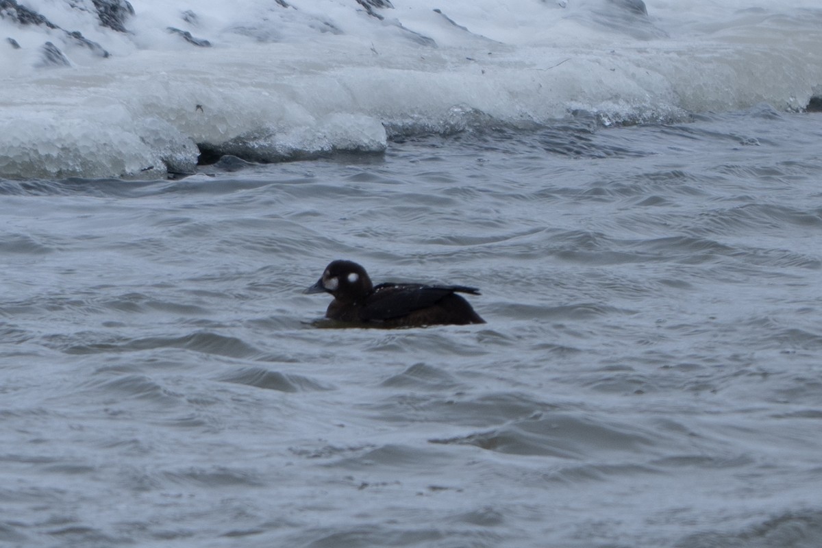 Ahate arlekina - ML646009529