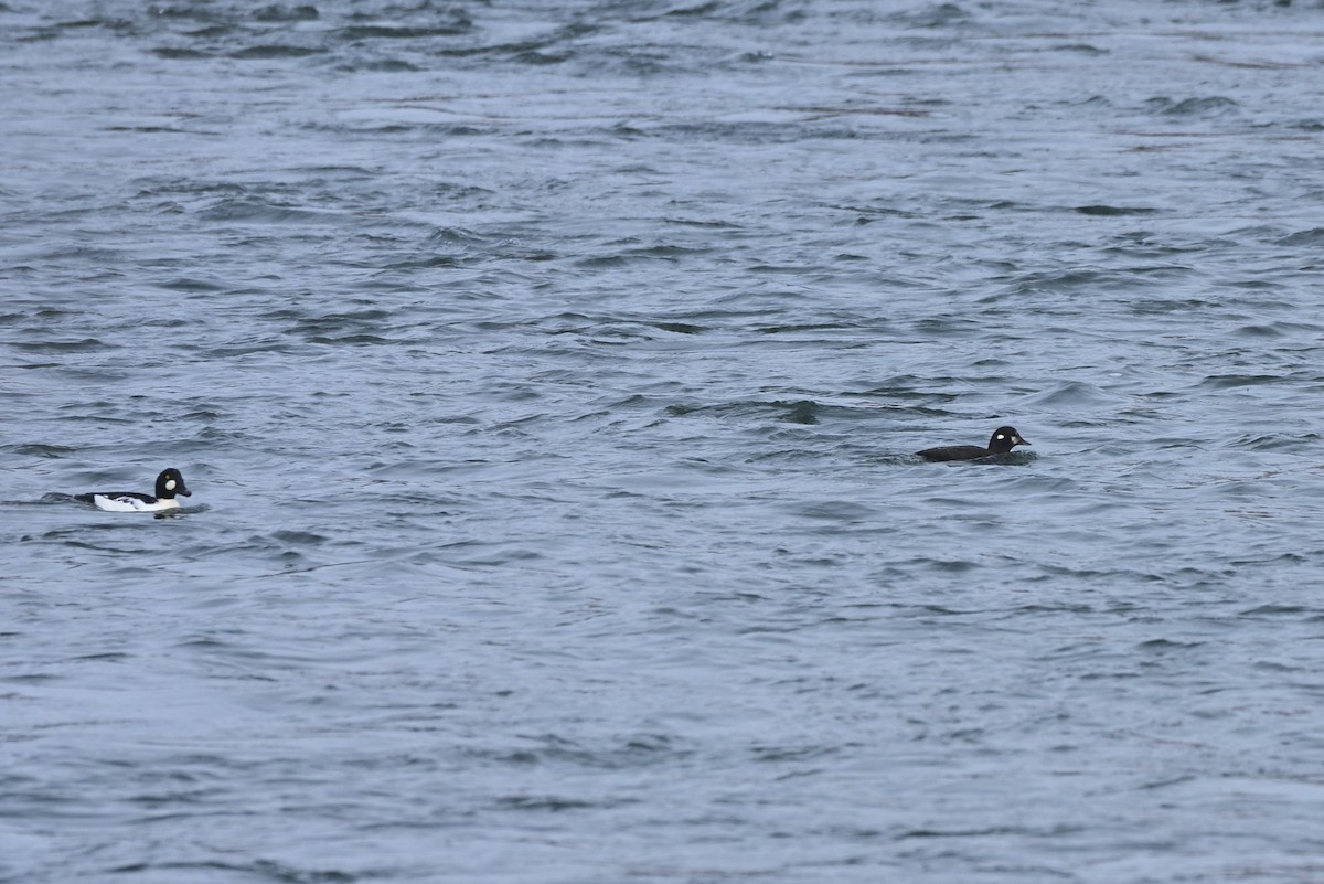 Ahate arlekina - ML646009533