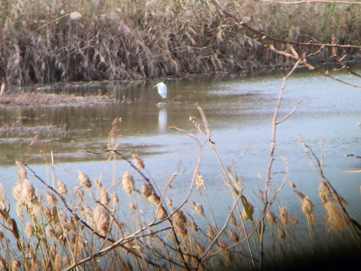 ダイサギ - ML646009536