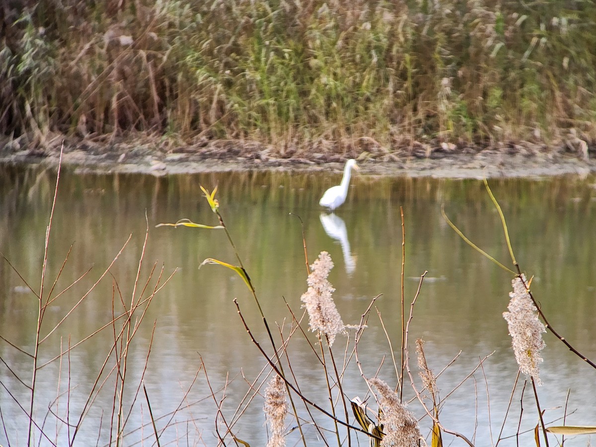 ダイサギ - ML646009537