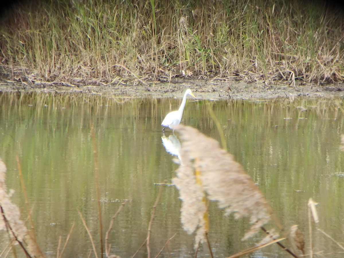 ダイサギ - ML646009538