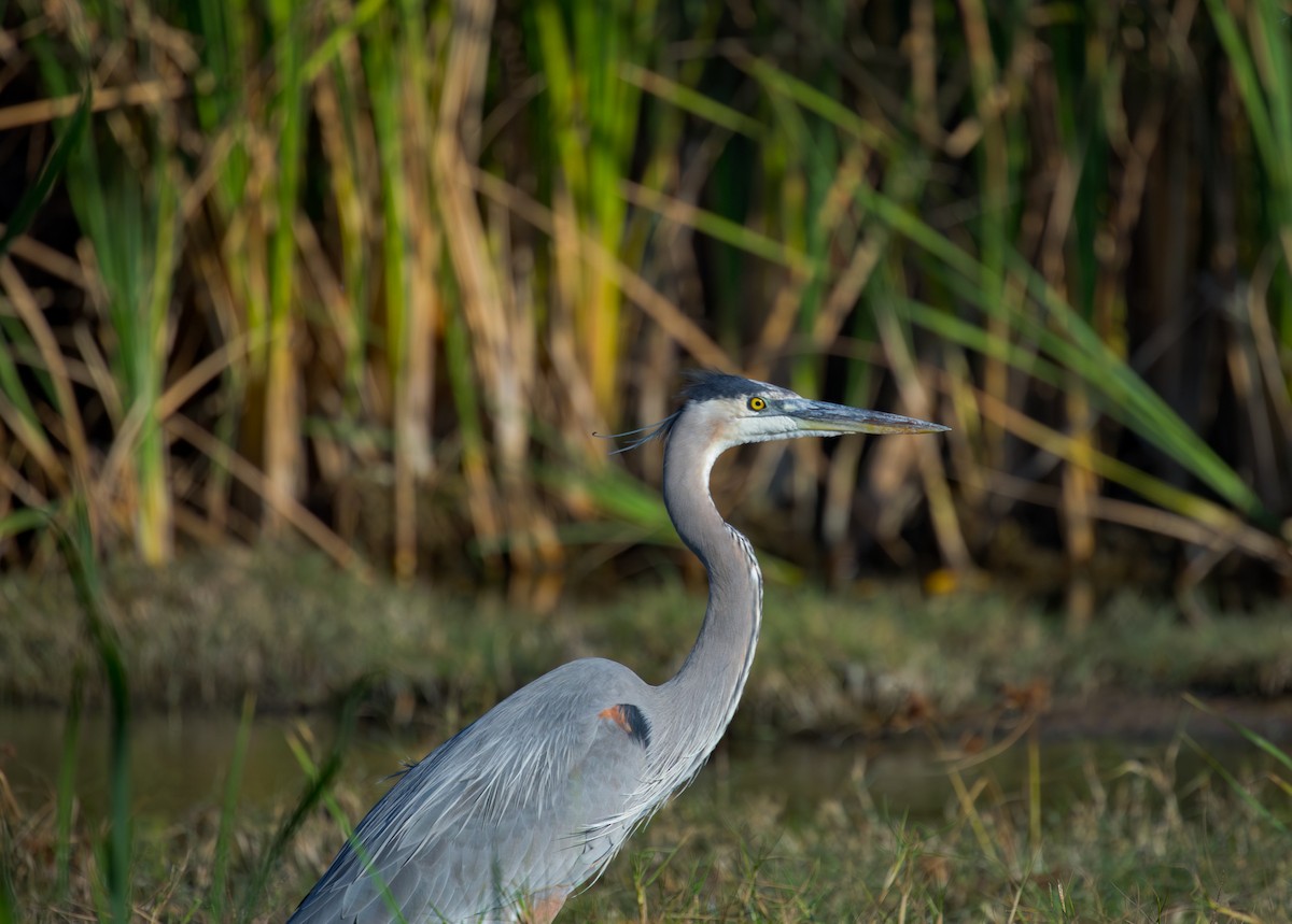 Great Blue Heron - ML646009539