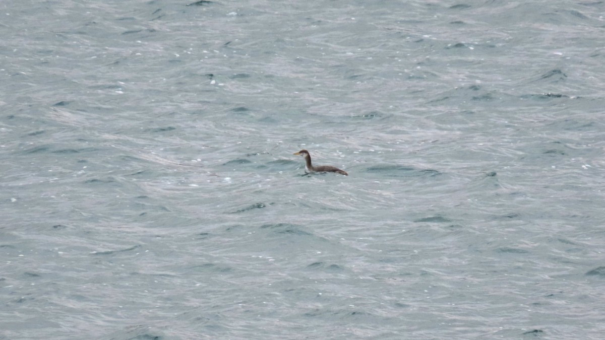 Somormujo Cuellirrojo - ML646009540