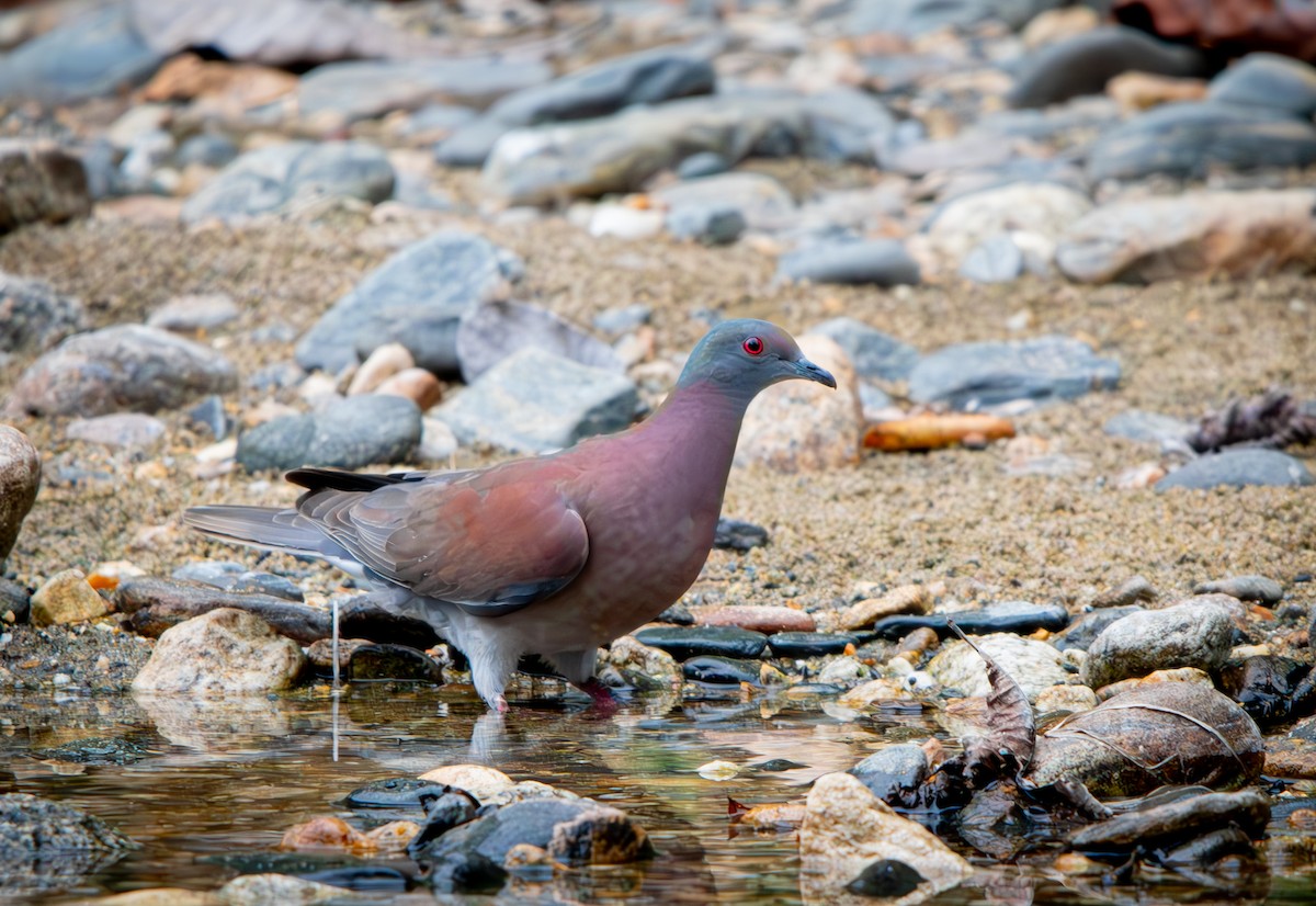 Paloma Colorada - ML646009543