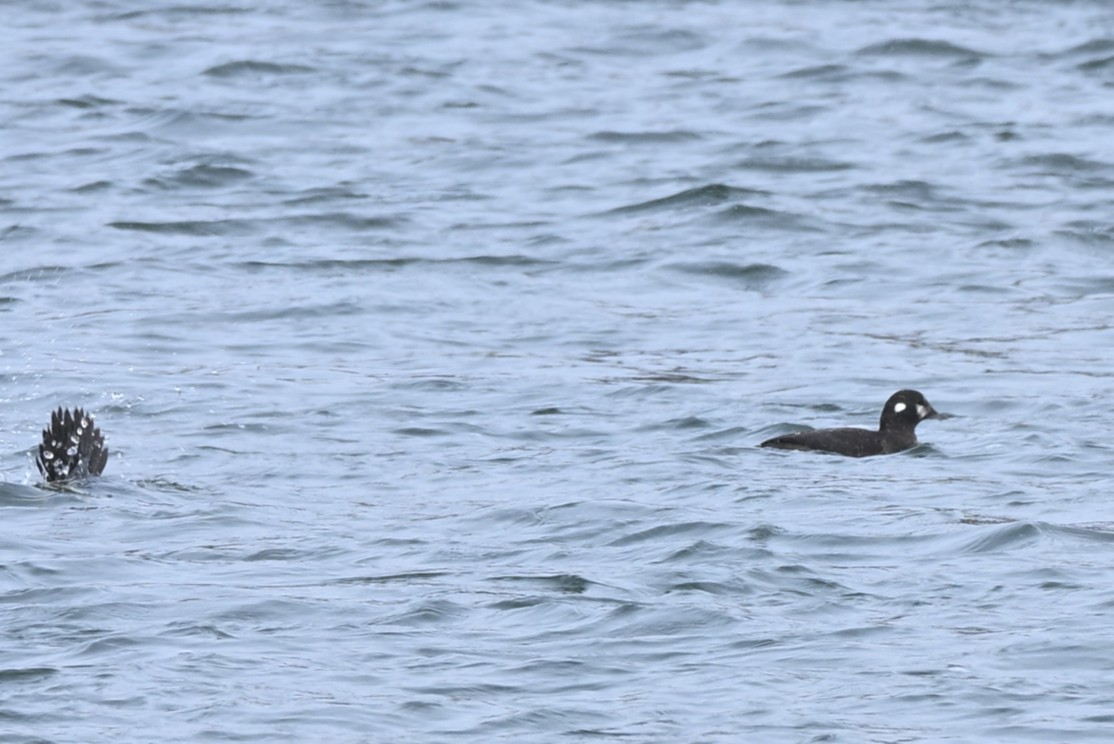 Ahate arlekina - ML646009544