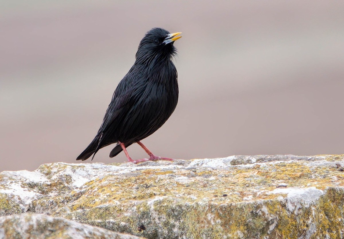 Étourneau unicolore - ML646009545