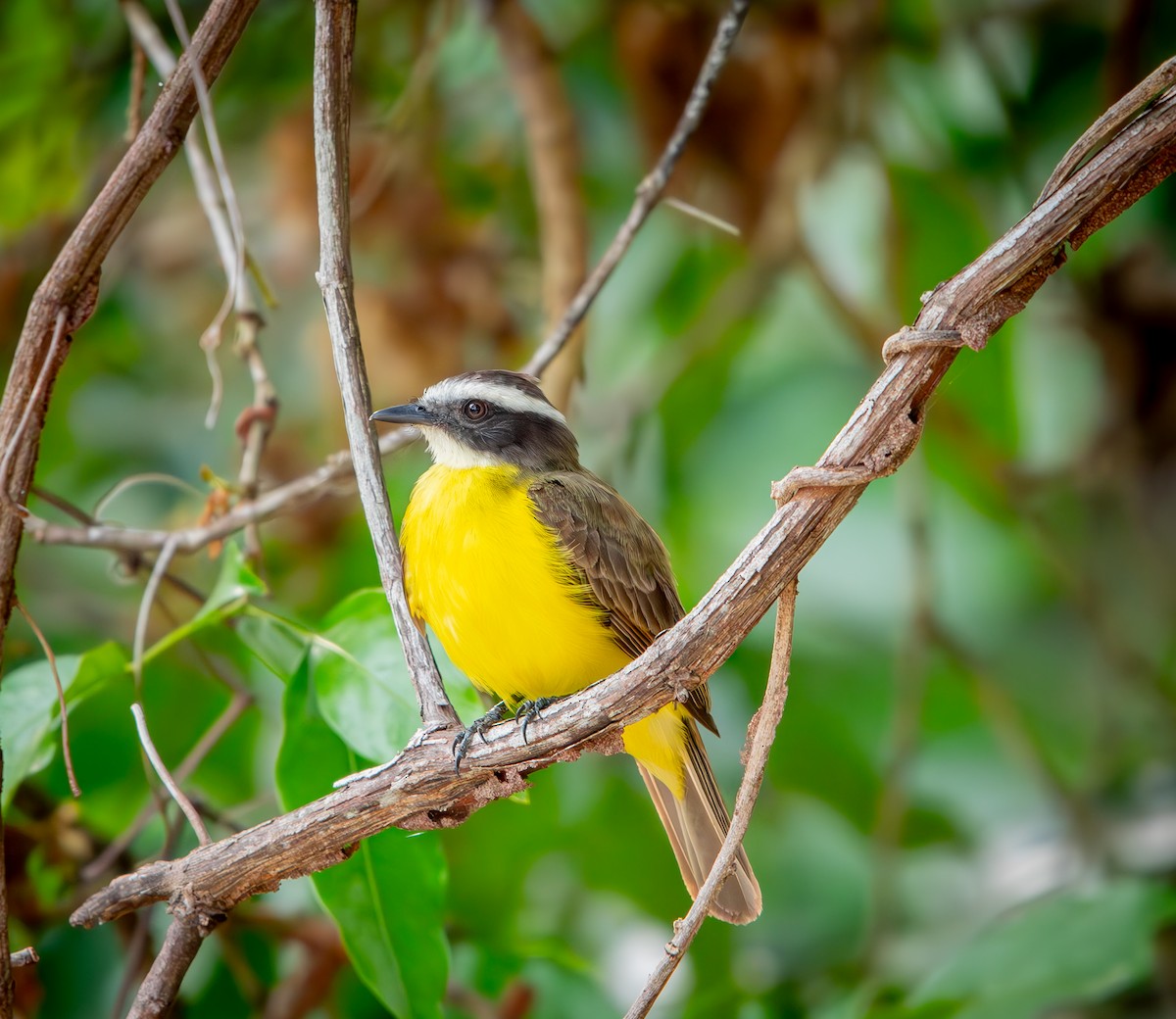 Social Flycatcher - ML646009552