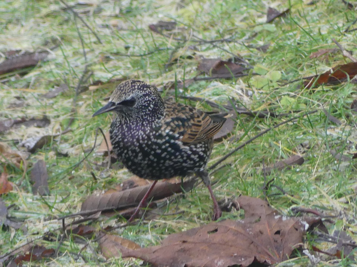 European Starling - ML646009557