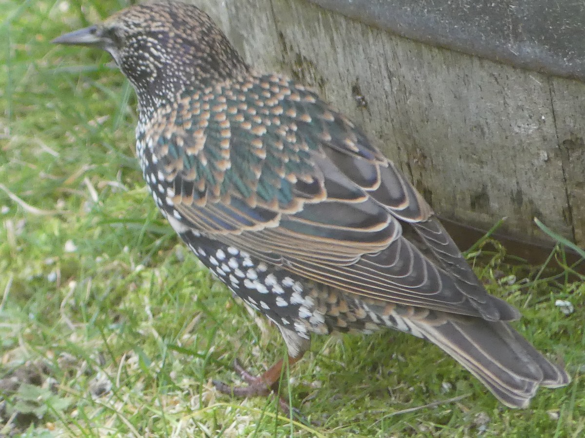 European Starling - ML646009560