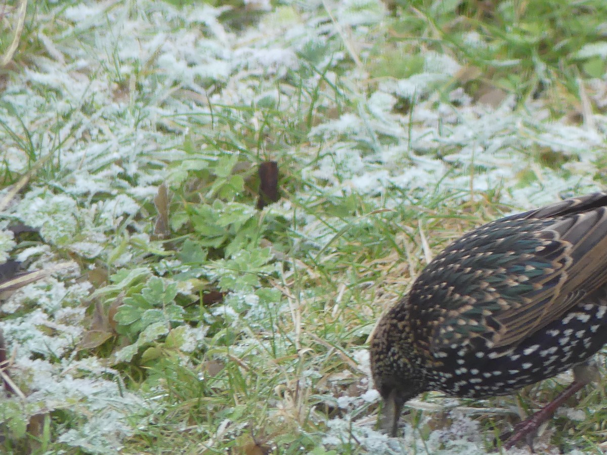 European Starling - ML646009561