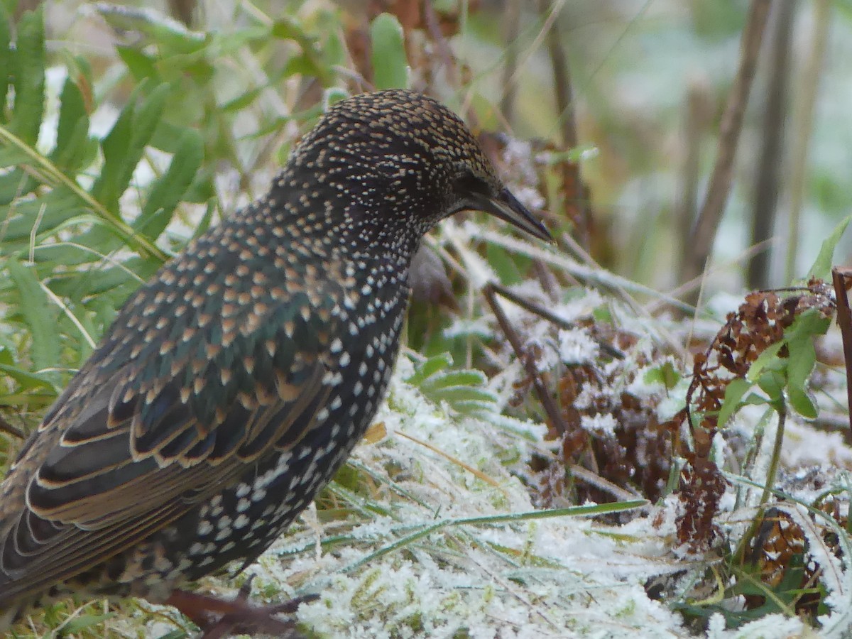 European Starling - ML646009562