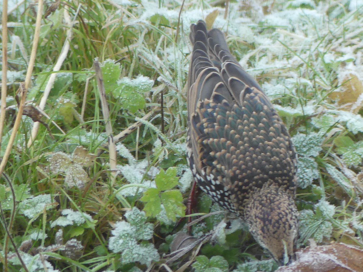 European Starling - ML646009563
