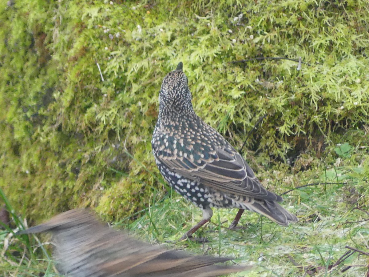 European Starling - ML646009564